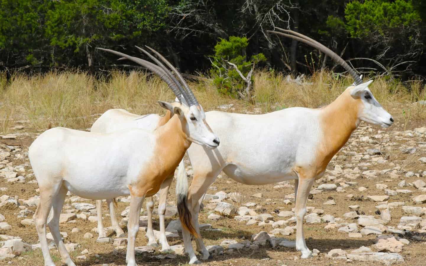 The Best Drive-Thru Zoos: Cool Texas Safaris - Rambling Russells